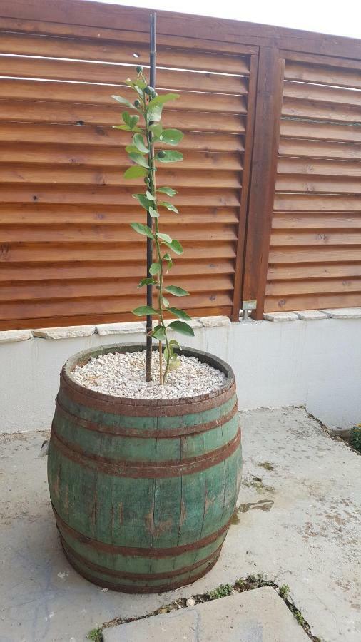 Apartment Cernesa Ražanac Zewnętrze zdjęcie